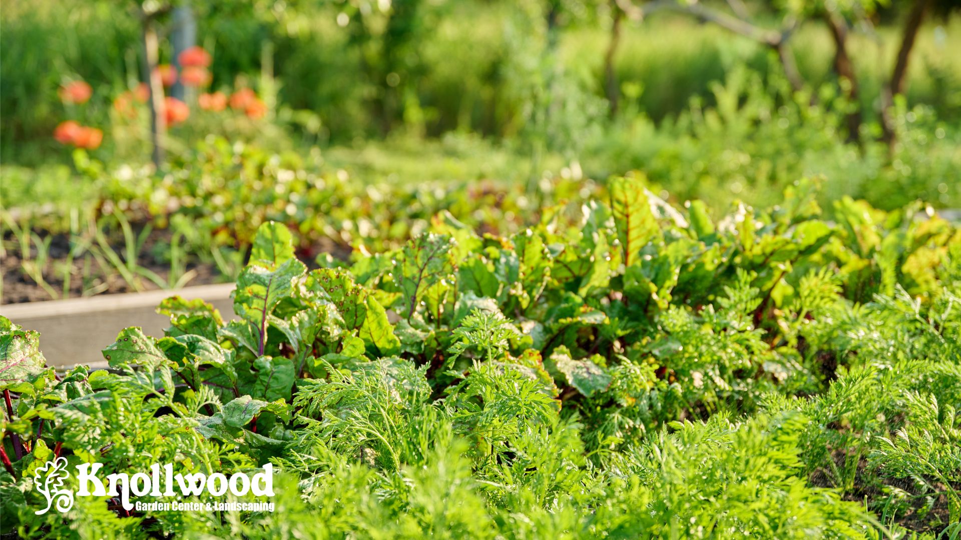 Vegetable garden with leafy greens and herbs growing in raised garden beds